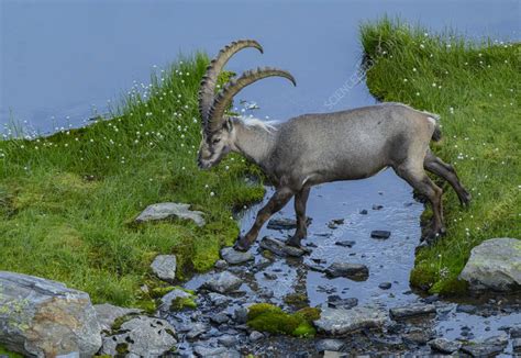 Male Alpine ibex - Stock Image - C057/4696 - Science Photo Library