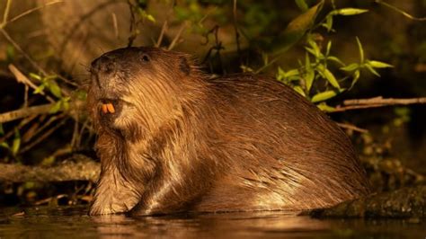 How Artificial Intelligence Can Help Beavers Fight Floods Droughts And