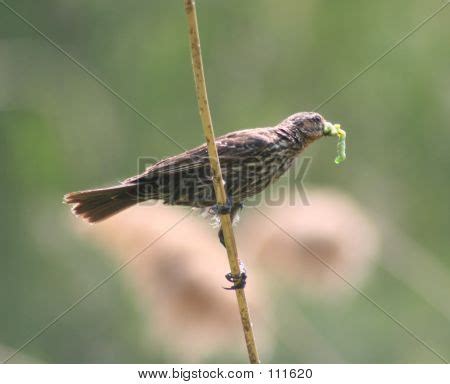 bird worm image photo  trial bigstock