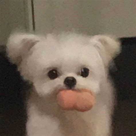 A Small White Dog With A Long Bone In Its Mouth And Tongue Sticking Out