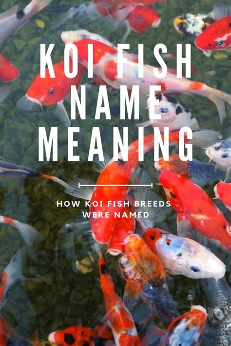 Understand The Background Of Koi Fish Names Now River Rock Water