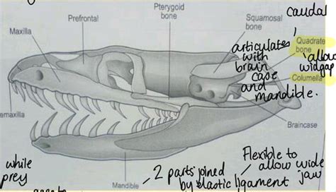 Ahs Reptile Anatomy Flashcards Quizlet