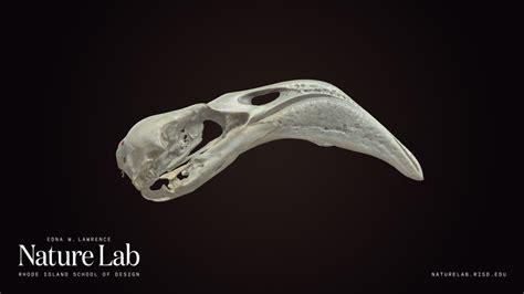 Flamingo Skull Download Free 3d Model By Risd Nature Lab