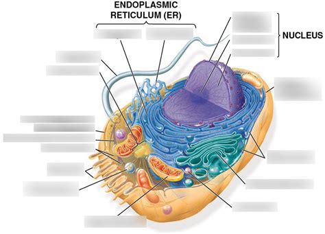 CHAPTER 6- Cellular Organization Diagram Diagram | Quizlet