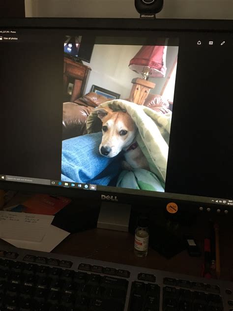 Pin by April Riley on My own pets | Computer monitor, Electronic ...