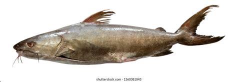 spotted catfish royalty  images stock  pictures