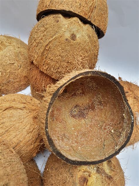 coconut shell  coconut shell etsy