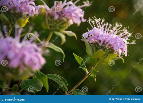 Wildflowers In Missouri Royalty Free Stock Photos Image 32778558