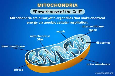 Learn About Mitochondria In Cells Get The Definition And Mitochondrion