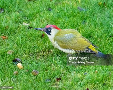 Anting Behavior Photos and Premium High Res Pictures - Getty Images