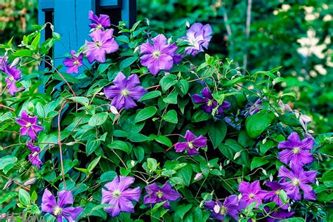 Современная усадьба