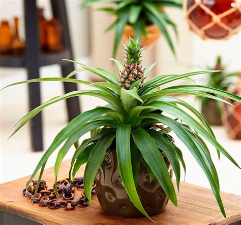 Комнатный ананас: уход и выращивание в домашних условиях, размножение