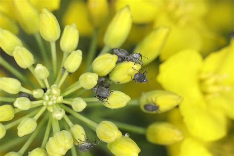 Jak oceniać szybkość działania insektycydu na szkodniki w rzepaku