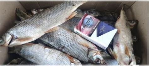 Рыба Вяленый чебак купить в Салехарде | Товары для дома и дачи | Авито
