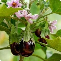 Баклажаны: выращивание через рассаду. Пересадка в теплицу, уход и ...