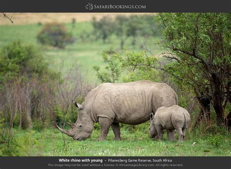 Pilanesberg Wildlife Photos – Images & pictures of Pilanesberg Game Reserve