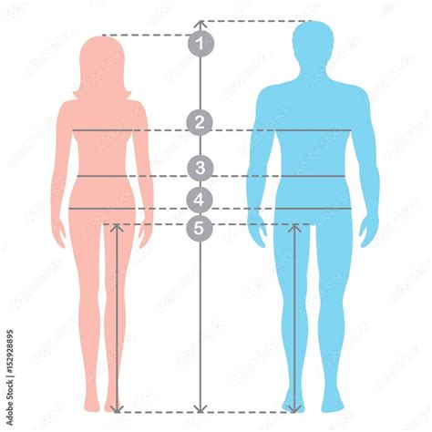 Silhuettes Of Man And Women In Full Length With Measurement Lines Of Body Parameters Man And