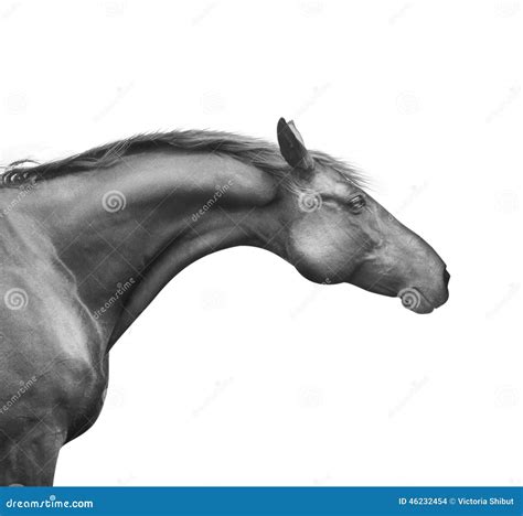 Profile Portrait of Black Horse with Good Neck and Head, Isolated on