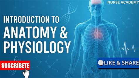 The Ultimate Guide To Understanding The Definition Of Process In Anatomy Unlocking The Secrets Of Human Physiology