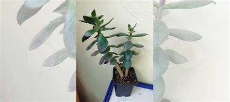 Комнатные цветы купить в Евпатории | Товары для дома и дачи | Авито