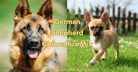 Chihuahua And German Shepherd Mix Breed Info German Shepherd Grooming