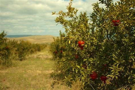 Pomegranate on Behance