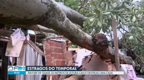 Vídeo Árvore de quase 20 metros cai durante temporal e destroi casa na