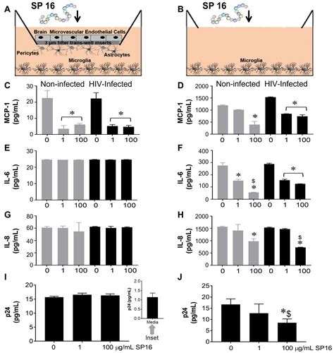 SERPIN-Derived Small Peptide (SP16) as a Potential Therapeutic Agent ...