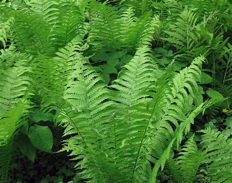 Ostrich Fern - OSERA