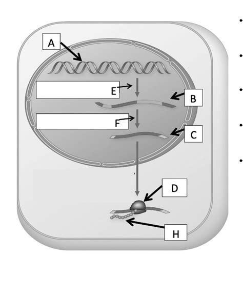 processes of protein synthesis Diagram | Quizlet 