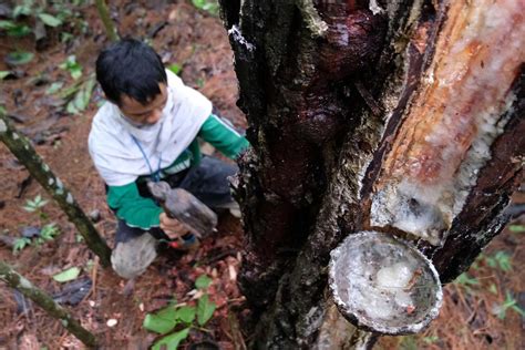 Produksi Getah Pinus Di Indonesia Baru Dari Potensi Halaman