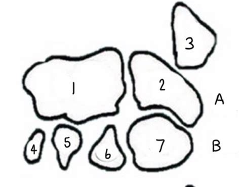 Canine Carpal Bones Diagram Quizlet