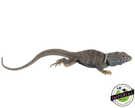 Eastern Collared Lizard For Sale Imperial Reptiles Imperial