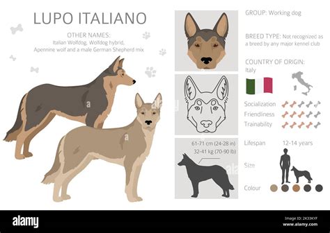 Lupo Italiano Puppies