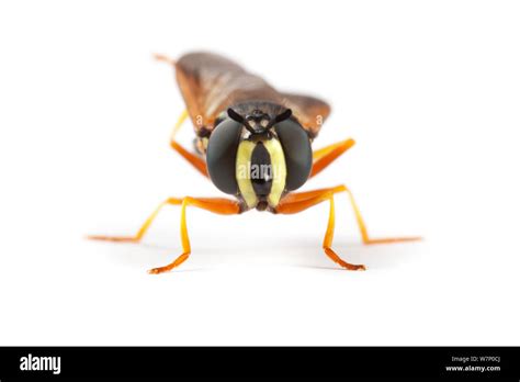 Frontal Horn Cut Out Stock Images And Pictures Alamy