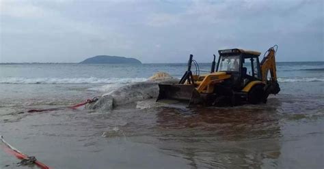 Baleia Morta De Metros Encalha E Interdita Praia Em S O Francisco Do Sul