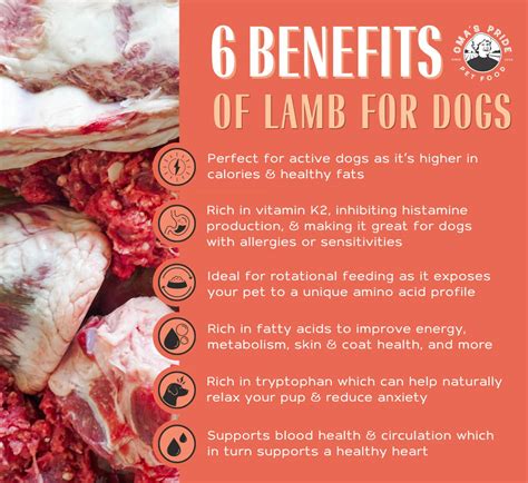 The Best Lamb Dog Food Your Comprehensive Guide