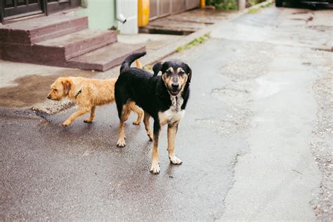 Irish Wolfhound Showing Puppy That Rain Isnt To Be Feared Melts Hearts