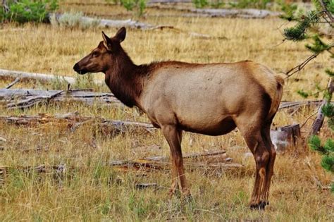 Nevada Recommends Hunting More Elk Fewer Deer