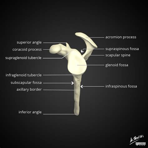 Scapula Anatomy Diagrams Radiology Case Scapular
