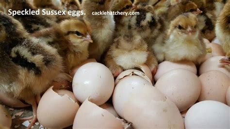 Speckled Sussex Fertile Hatching Eggs For Sale Freshfertile Eggs Cackle Hatchery®