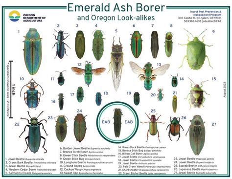 Emerald Ash Borer And Oregon Look Alikes By The Oregon Department Of