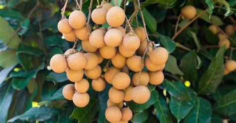 Nhãn Thái Trái Cây Vườn Citi Fruit