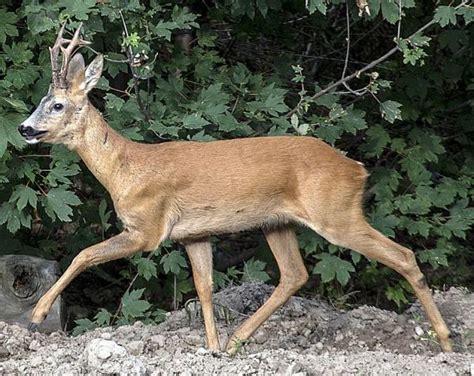 Quelle Est La Diff Rence Entre Un Chevreuil Et Un Cerf