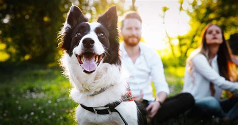 billings family animal hospital 8