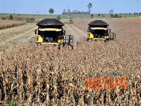 Produtividade Do Milho Supera M Dia Em Quatro Regi Es E Colheita Pode