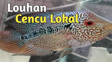 Harga Ikan Louhan Cencu Lokal Mutiara I Terbaru 2023 Louhan