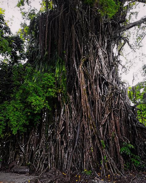 Los Rboles M Gicos By Oscar Gaitan On Twitter Este Ficus