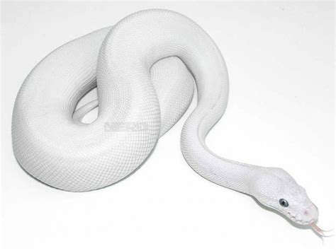Russo Leucistic - Morph List - World of Ball Pythons