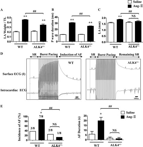 After Ang Ii Stimulation For Days The Heterozygous Deletion Alk